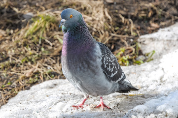 Big pigeon sitting on melting snow