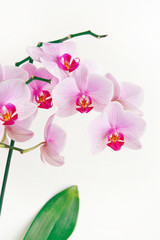 Fototapeta na wymiar Orchid flowers