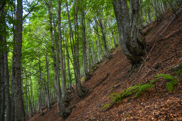 Picturesque forest on a steep mountain slope