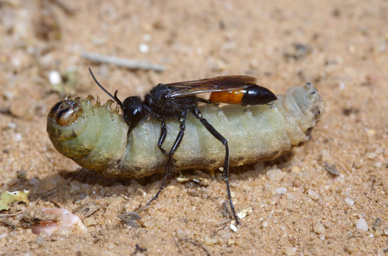 Avispa cazadora captura oruga