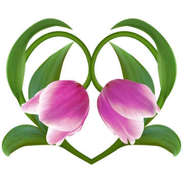 Pink Tulips in Floral Heart for Valentine day. Love symbol.