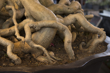 Root of Adenium tree