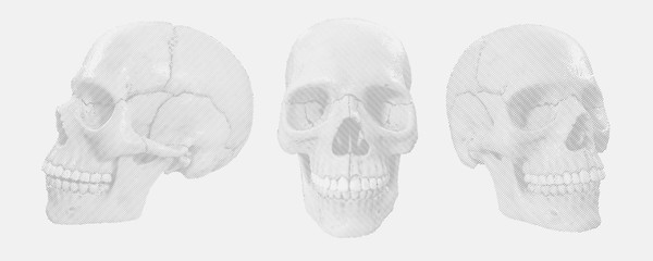 Human skull. vector illustration set.