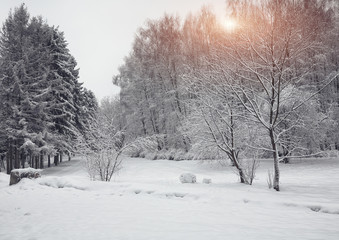 Snow-covered trees in the city park