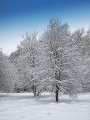 Winter forest with snow on trees and floor