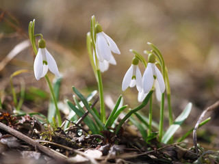 Spring snowdrop flowers blooming in sunny day