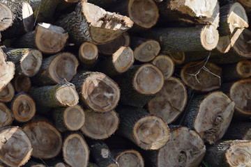 Logs are piled in a heap an front of the sawmill
