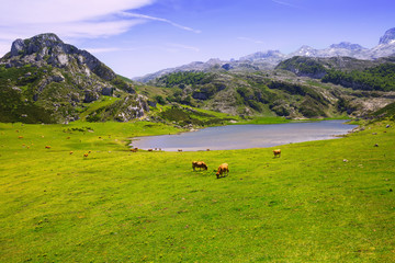 mountains landscape with lake and pasture