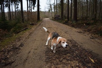 Beagle im Wald 