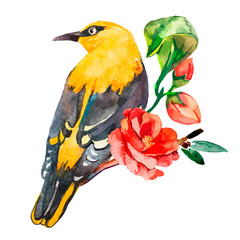 Oriole isolated on white background. With exotic bird. Watercolor.