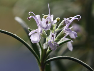 flower rosemary