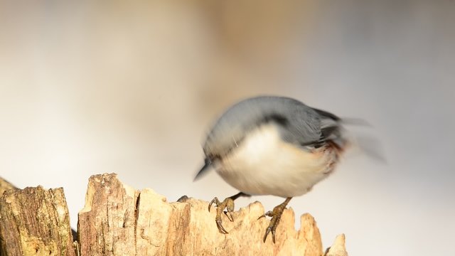 White-breasted Nuthatch Sitta carolinensis, eating sunflower seeds out of a hole in a rotten tree