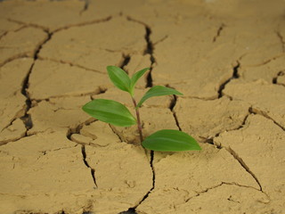 growing plant