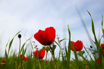 low angle photo of red poppies against sky with light burst. vintage filtered and toned
