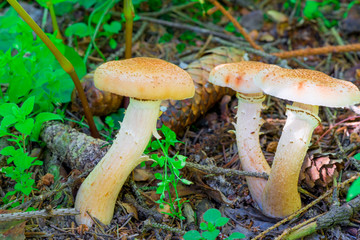 Three edible mushrooms honey agaric close up in the forest