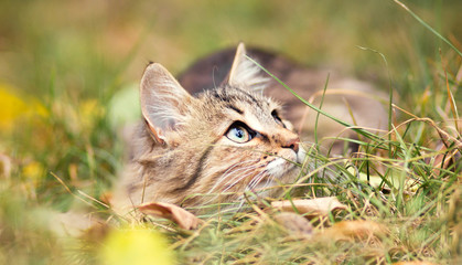 Autumn portrait of cute kitty