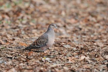 地面のキジバト