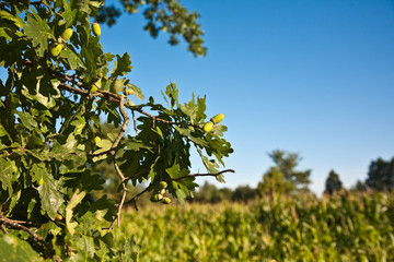 Fototapeta na wymiar Oak branch with acorns.