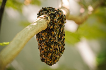 Honeybee swarm hanging on small branch of tree