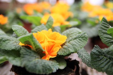 Blooming yellow spring primulas in flower bed