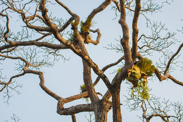 Crown Staghorn on tree