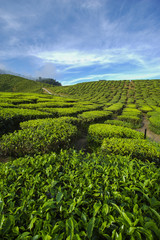 Fresh green tea plantation view near the mountain with beautiful