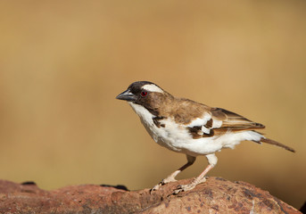 White browed sparrow-weaver siting on the red rock, closeup, Kenya, Africa