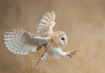 Peel and stick wall murals Owl Barn owl in flight before attack, clean background, Czech Republic