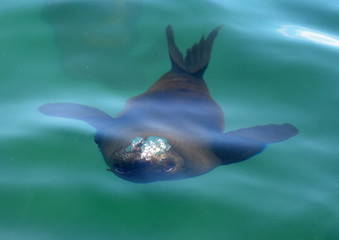 Fototapeta premium Underwater Seal