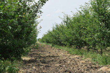 Spring Garden prunes