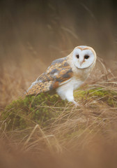 Barn owl sitting in the mossy grass, clean background, Czech Republic