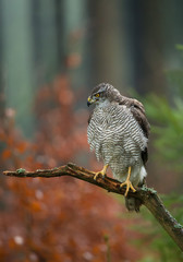 Northern goshawk perching, with colorfull forest background, Czech republic
