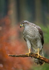 Northern goshawk perching, with colorfull forest background, Czech republic