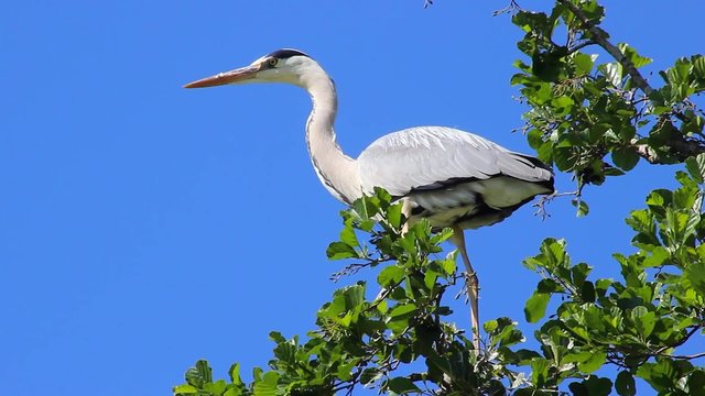 Grey Heron on Tree Branch