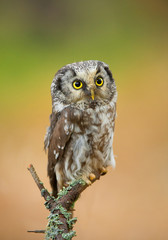 Boreal owl perching, clean green-yellow background, Czech Republic