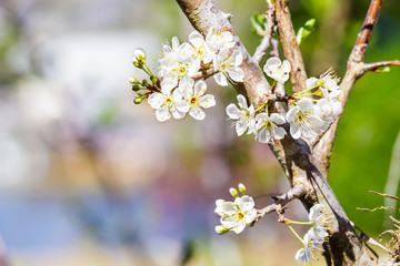 White wild Himalayan Cherry flower