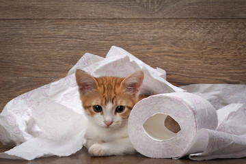 Cat and toilet paper. Little kitten playing with the toilet paper. How to accustom the cat to the toilet 