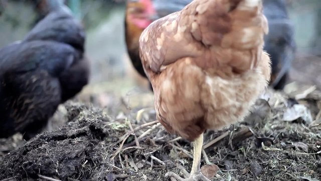 H&uuml;hner picken Futter auf