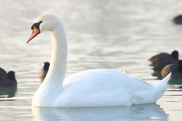Naklejka premium Mute swan 