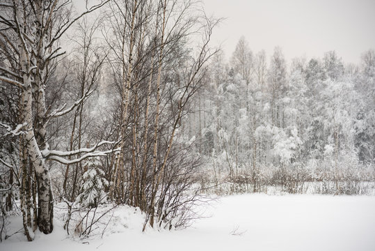 Fototapeta winter forest, blurred background