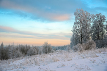 winter meadow