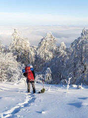 Tourist with a backpack standing on the path in the snow and looking at the clouds in the valley. Trees covered with snow, clear sky. Winter hike in the Carpathian mountains