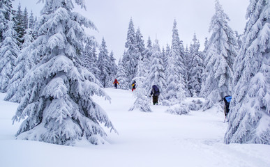 Group of tourists hikes on snow. Bad weather. Lots of snow. Large snow covered spruce trees near them. Winter trekking in forest.