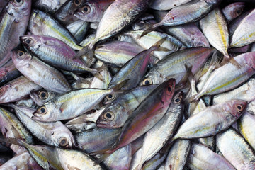 fresh fish in market