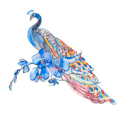 Beautiful Peacock On White Background. - 102321450