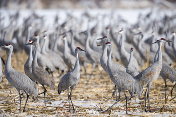 Sanhill Cranes