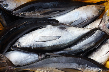 fresh fish in market