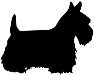 Scottish terrier 