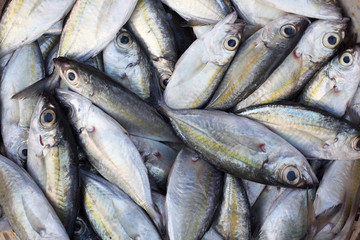 fresh fish in grocery