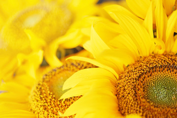 bright sunflower.